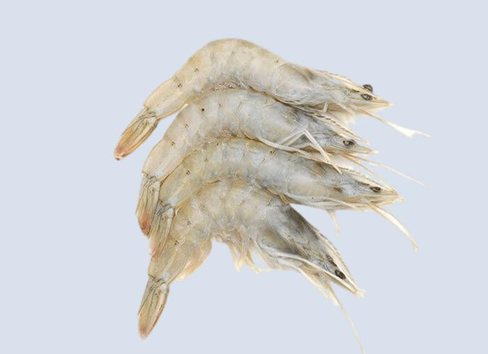 White Prawns